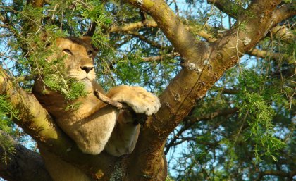 Lioness in tree. Copyright - WCS: Wildlife Conservation Society Lioness in tree. Copyright - WCS: Wildlife Conservation Society